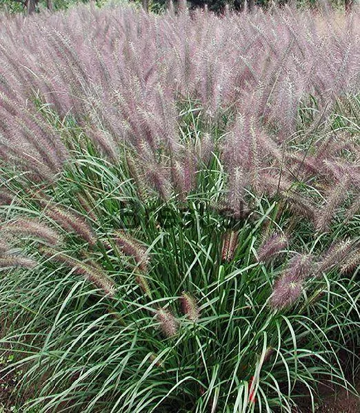 Pennisetum alopecuroides 'Red Head'